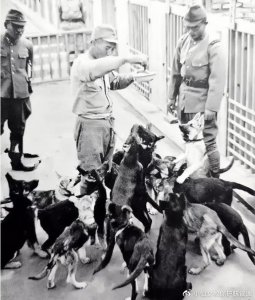 ​1939年,日军狼狗部队无人可挡,董翰良苦思良久跳起,怎么把它忘了