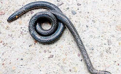 古代被视为不祥的蛇，尾巴上竟“长了脑袋”，可以倒着爬行