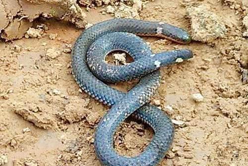 古代被视为不祥的蛇，尾巴上竟“长了脑袋”，可以倒着爬行