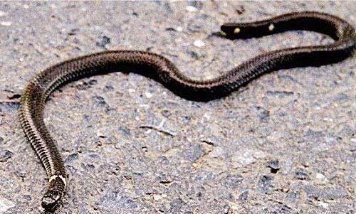 古代被视为不祥的蛇，尾巴上竟“长了脑袋”，可以倒着爬行