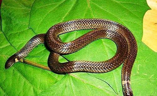 古代被视为不祥的蛇，尾巴上竟“长了脑袋”，可以倒着爬行