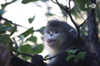 ​1968年的土猴人：一生的终身寿命，你认命吗？