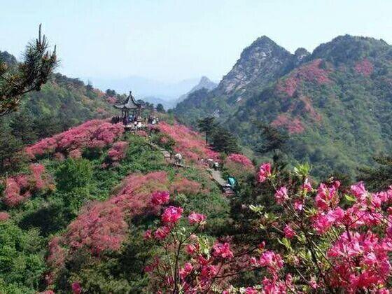 湖北麻城杜鹃花海,最值得去地方,美极了!!