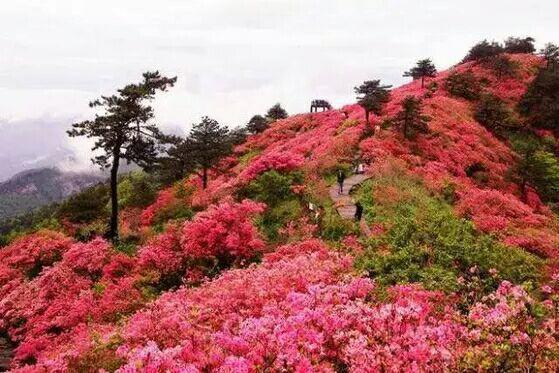 湖北麻城杜鹃花海,最值得去地方,美极了!!