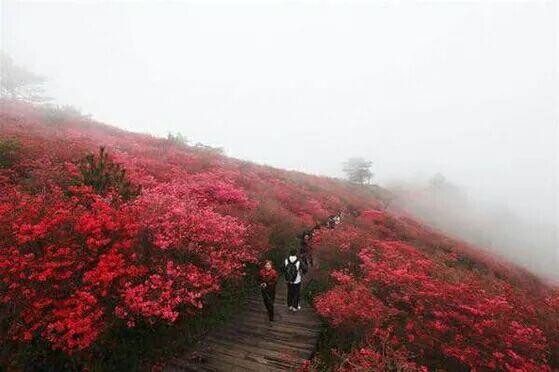 湖北麻城杜鹃花海,最值得去地方,美极了!!