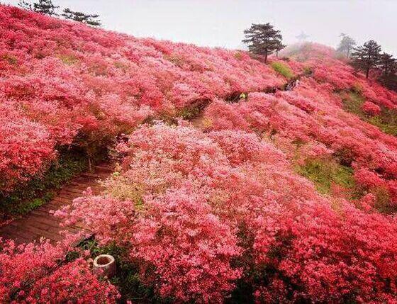 湖北麻城杜鹃花海,最值得去地方,美极了!!