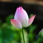 天庥飞雁、coco有银、大娇赵鲲……你还在等什么？