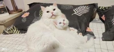 ​成吉思汗鱼生长速度，成吉思汗鱼一年能长多大？