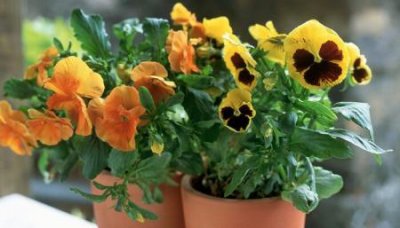 ​陶瓷艾灸罐怎么清洗才能净俏妃艾灸罐使用方法