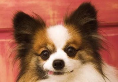 ​黄金鲫鱼用什么饵料黄金鲫鱼用什么饵料钓最好