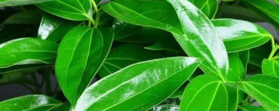 ​平安树叶子下垂怎么办