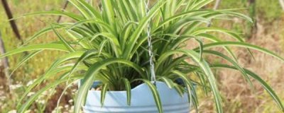 ​吊兰怎么移植