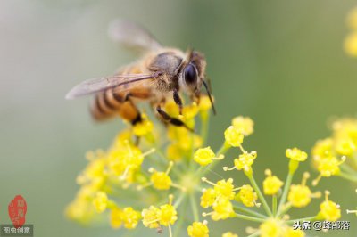 ​一只蜂王需要多少工蜂才能养活？老蜂农：不一定！