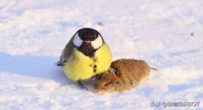 ​可爱的小胖鸟-大山雀，居然是个爱吃“脑花”的“食脑狂魔”？