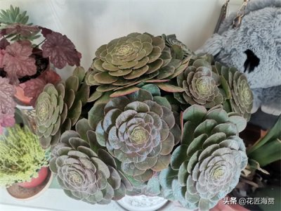 ​法师多肉图鉴，喜欢的收藏