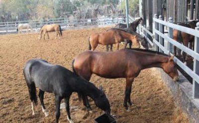 ​世界上最大的蛇 以及其他10条巨型蛇