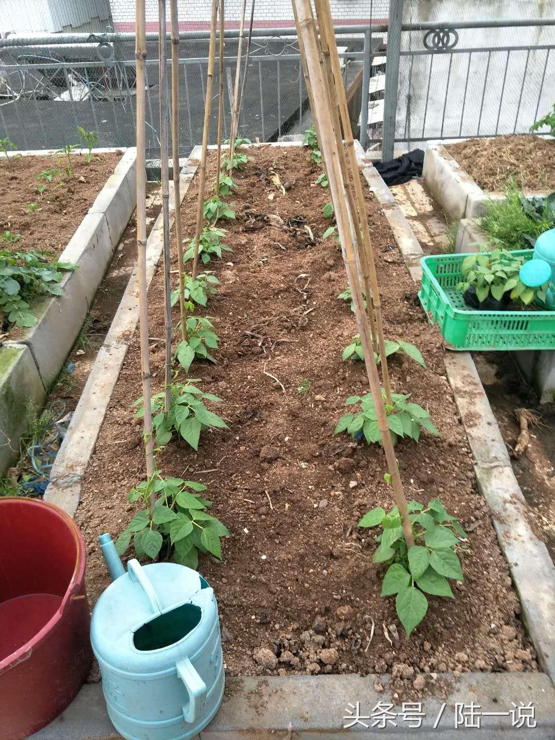 厦门城中村村民，给他5套商品房也不搬，自己种菜养鸡租房很惬意