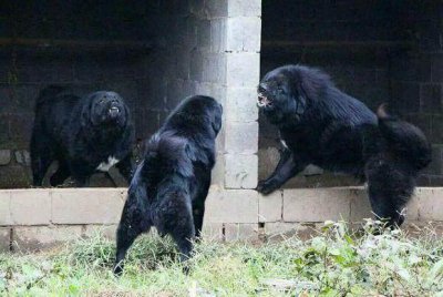 ​实拍真正的纯种藏獒，见过的人非常少！