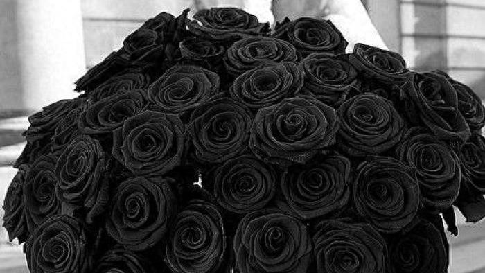 爱情之象征，玫瑰花高清图集：黑玫瑰