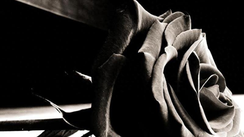 爱情之象征，玫瑰花高清图集：黑玫瑰