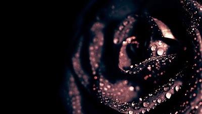 爱情之象征，玫瑰花高清图集：黑玫瑰