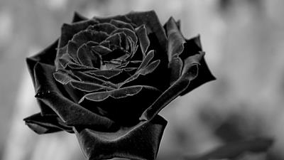 爱情之象征，玫瑰花高清图集：黑玫瑰