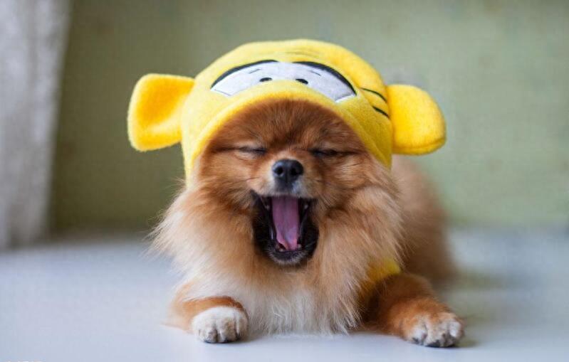 世界上战斗力最强名犬排名