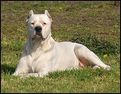 世界上战斗力最强名犬排名