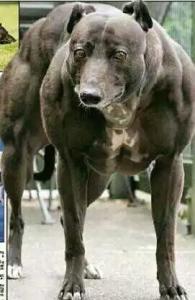 世界上战斗力最强名犬排名