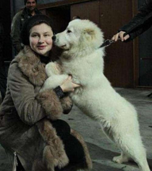 世界上战斗力最强名犬排名