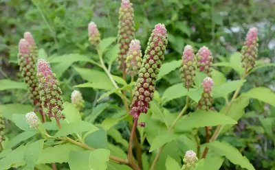 ​带你识别商陆