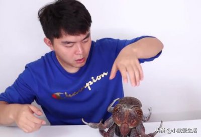 ​主播试吃“椰子蟹”，八百块钱一斤，打开后才知道什么是顶级螃蟹