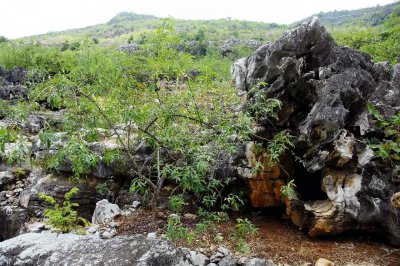 ​「北盘江」顶坛的花椒树