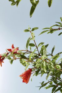 ​唐诗宋词中的五月花：五月榴花照眼明，枝间时见子初成