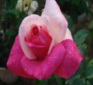 ​大花月季花姿雅致、花形优美、花香浓郁，快来看看吧