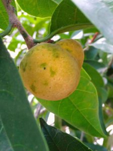 ​盘点55种野果，你吃过几种？