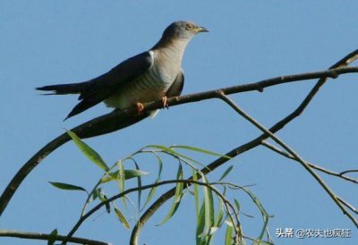 ​农村常见的布谷鸟是益鸟还是害鸟？为何农民说它是“无耻鸟”？