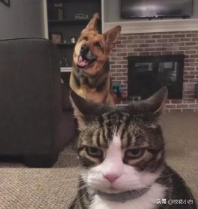 ​女孩子问我“404”是什么梗？网友：没管你要421就行！哈哈！