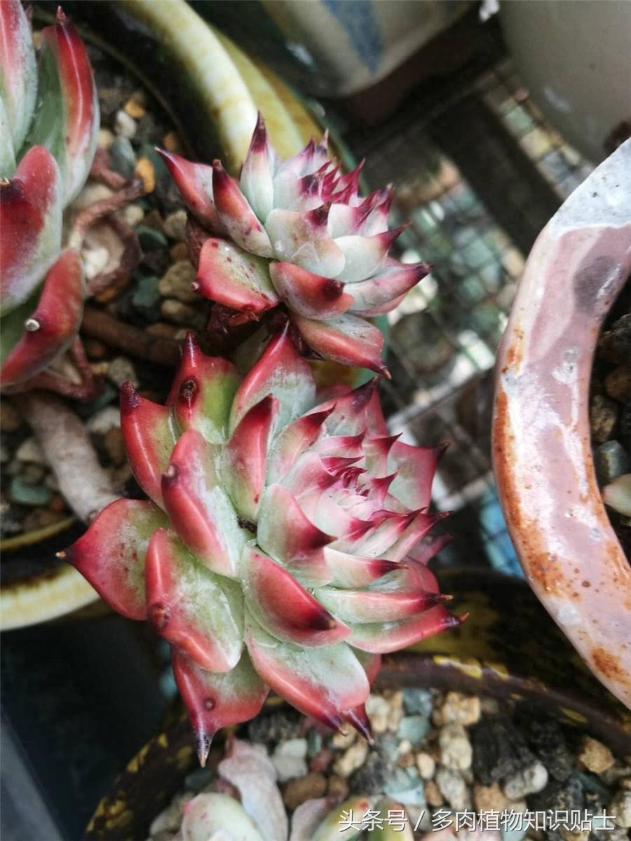 最普通的多肉植物——吉娃娃成长史