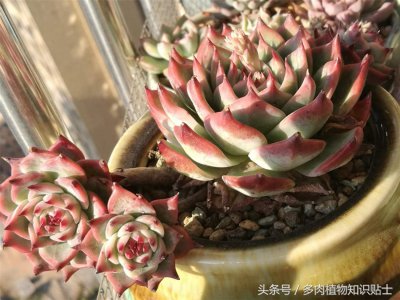 ​最普通的多肉植物-吉娃娃成长史