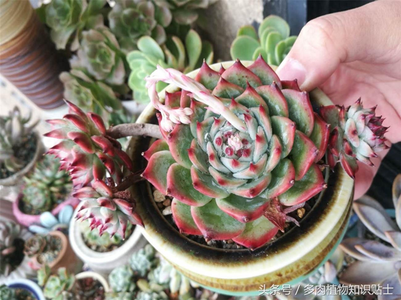 最普通的多肉植物——吉娃娃成长史