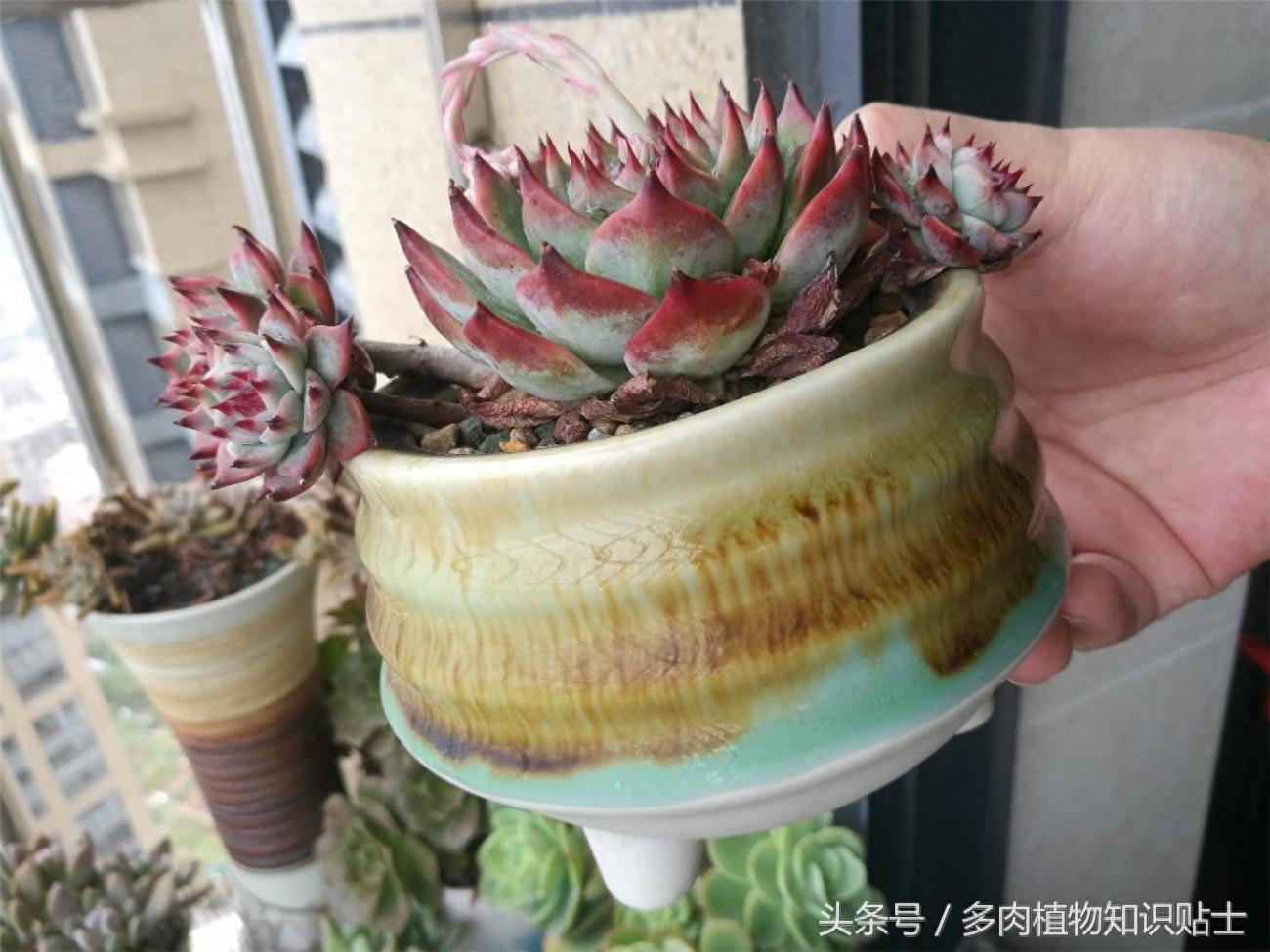 最普通的多肉植物——吉娃娃成长史