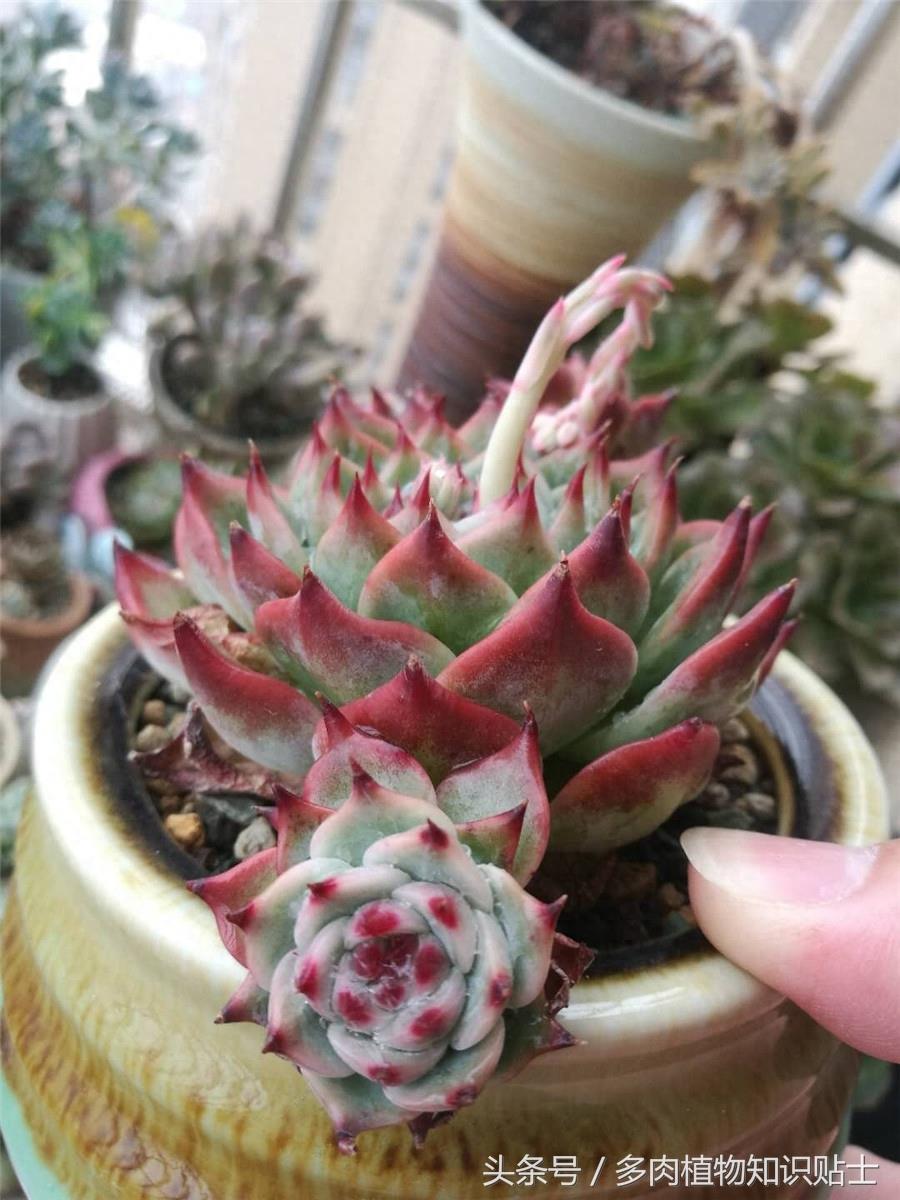 最普通的多肉植物——吉娃娃成长史