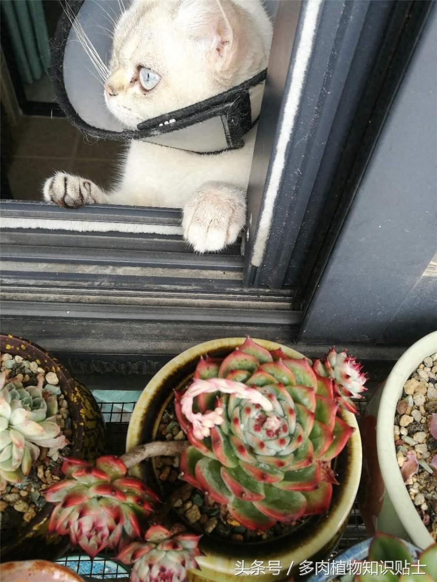 最普通的多肉植物——吉娃娃成长史