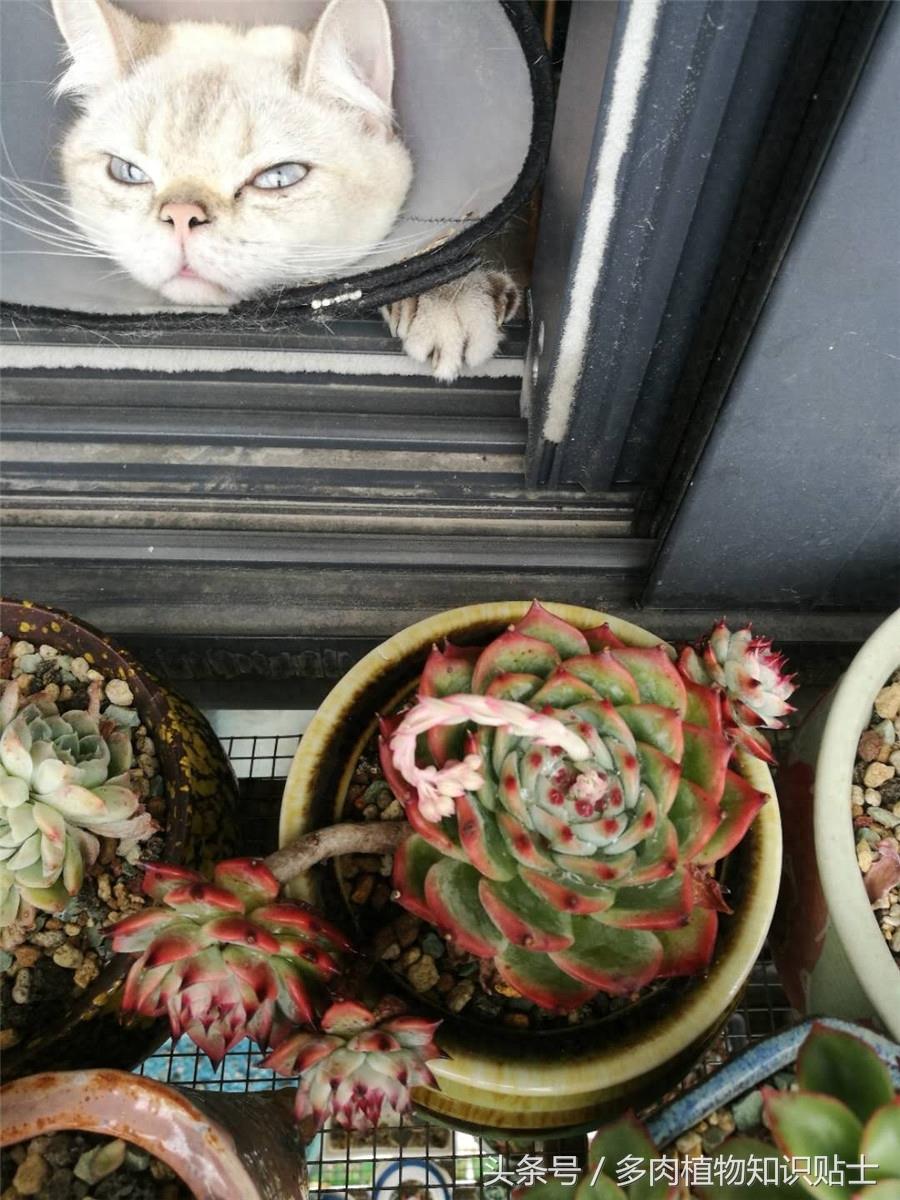 最普通的多肉植物——吉娃娃成长史