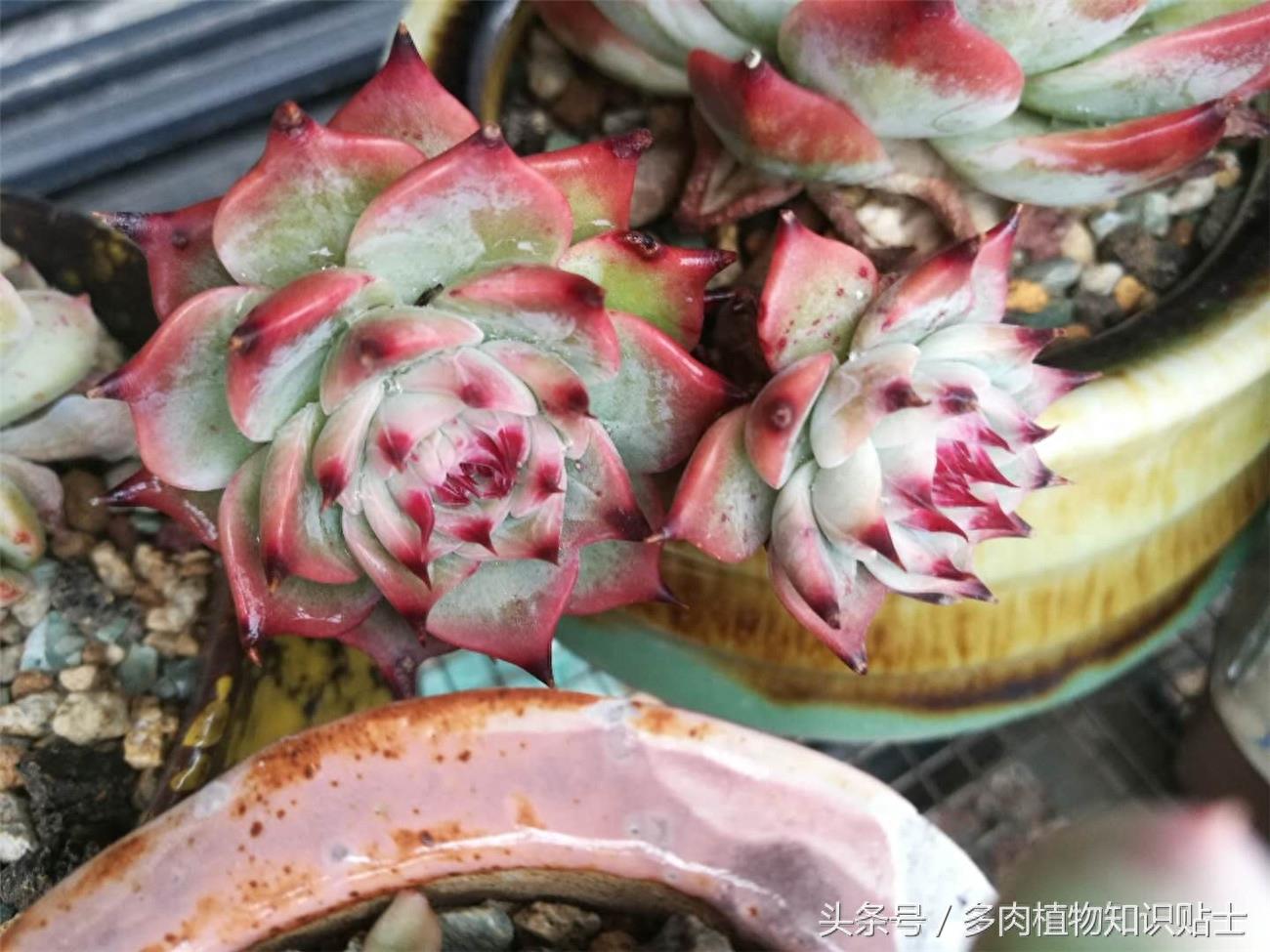 最普通的多肉植物——吉娃娃成长史