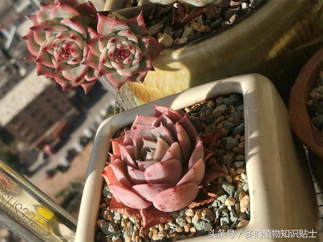 最普通的多肉植物——吉娃娃成长史