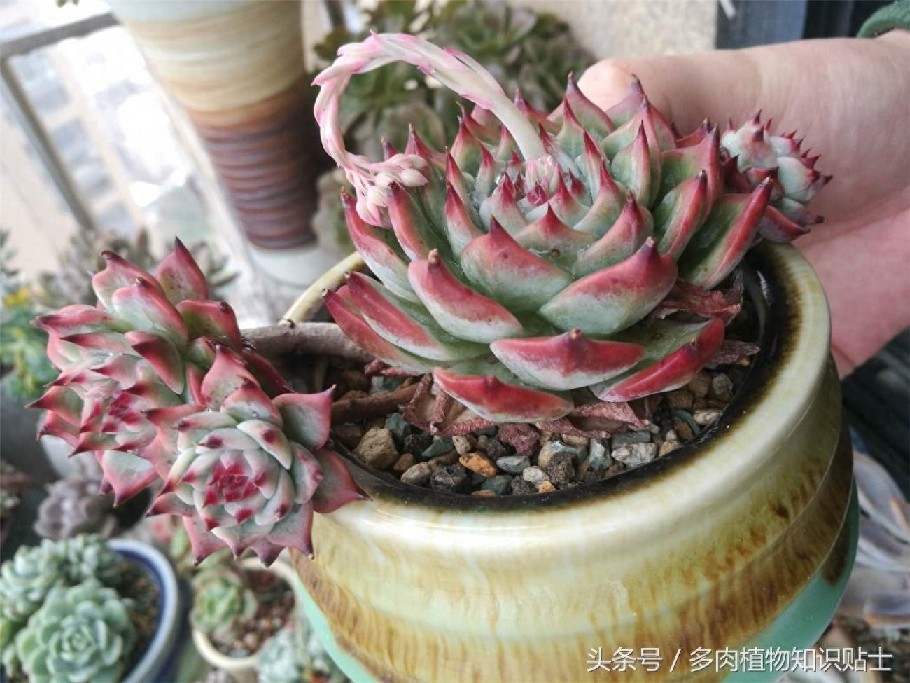 最普通的多肉植物——吉娃娃成长史