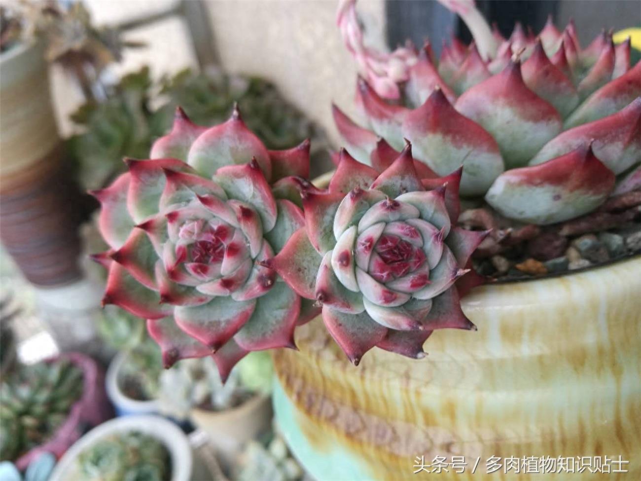 最普通的多肉植物——吉娃娃成长史