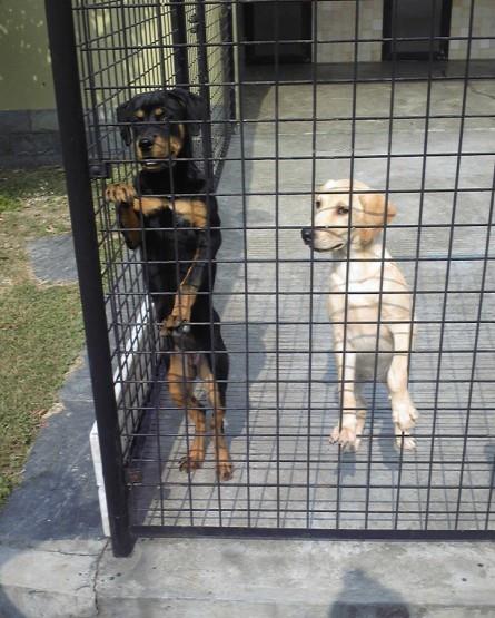 狗狗取什么名字好听:小狗狗叫什么名字好听呢？